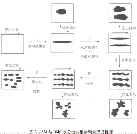 圖3 AM與DMC水分散共聚物顆粒形成機(jī)理